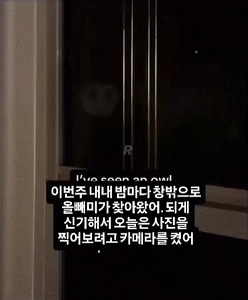 毎晩フクロウがやって来てビデオを撮りました。