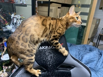 私が一度ゲーミングチェアを買って二度と買わなかった理由