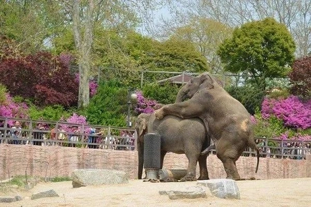 こどもの日動物園災害