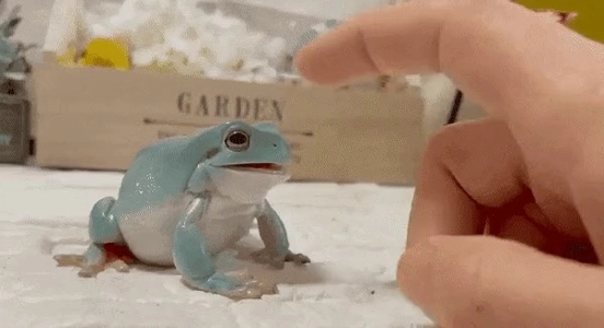 チャミスルカエルは実在する