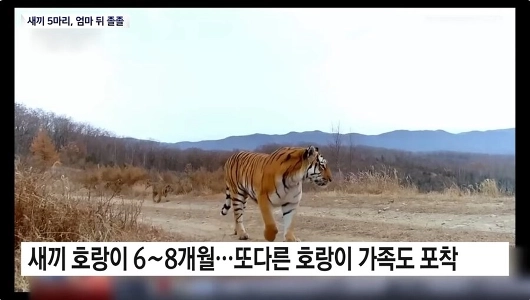 野生の白頭マウンテントラ6頭の大家族が初めてカメラに捉えられた