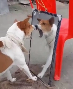 これはどういうナンセンスですか？