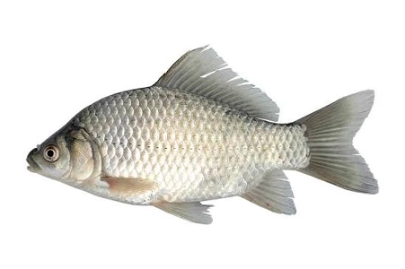 彼が魚の王になれなかったのは、2つの欠点があったからです。