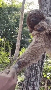 落ちたナマケモノの赤ちゃんを母親に返しました。