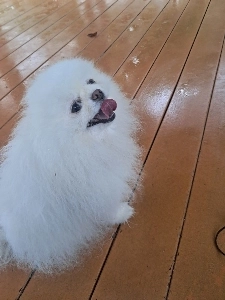 子犬を見てください