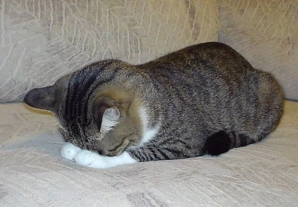 幸せなユ・ヒヨル