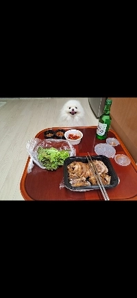 ある程度満足した子犬