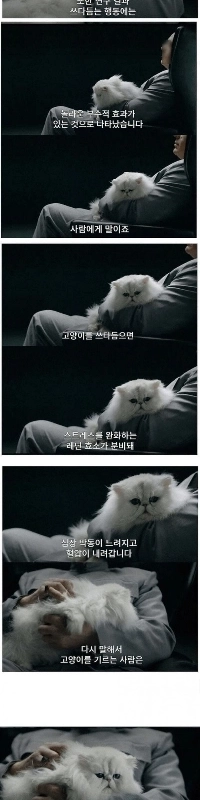 心臓病の発症に対する猫の影響