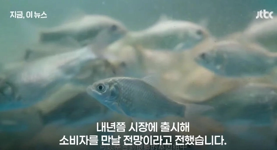 中国で開発された骨なしコイ