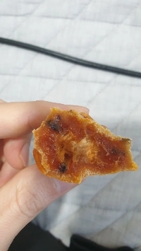 干し柿パクチー兄弟、これです