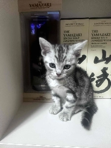 捨て猫を引き取りました。