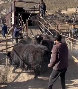 牛を虐待しているときに突然恥ずかしくなった.mp4