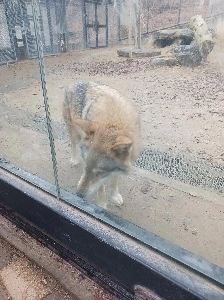 友人が10年ほど前に野良猫を引き取ろうとした。