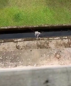 (SOUND)死んだ猫.mp4