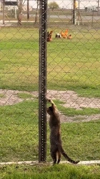 (SOUND)猫が金網の上でネズミを捕まえる.mp4