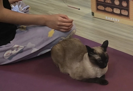 【猫】リビングでストレッチができない理由