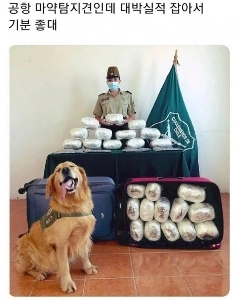 幸せそうな子犬