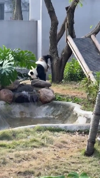 (SOUND)パンダのおもらし姿勢.mp4