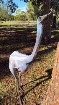 (SOUND)毛のない突然変異の鳥が誕生