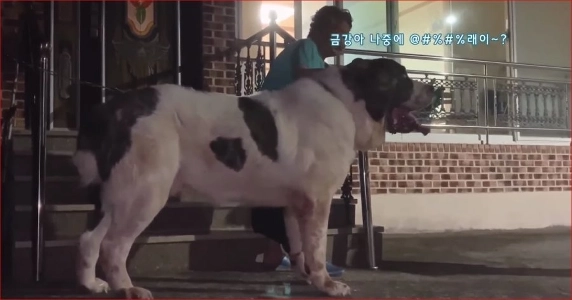 ミドル・オフチャルカ 120kg vs ミョンヒョンマン 120kg