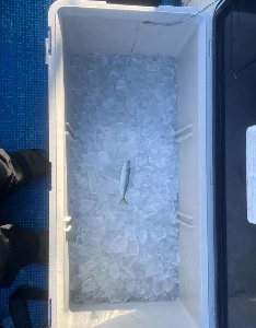 今日の釣果は大当たりの兆しが見えてきました。jpg