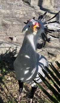 ヘビキャッチャー サエク.jpg