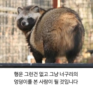 アライグマのお尻を見ました.jpg