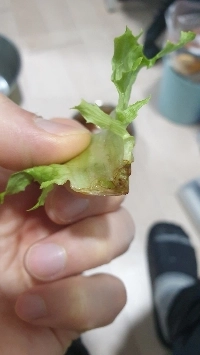 レタスをよく知っていればこれを食べられる