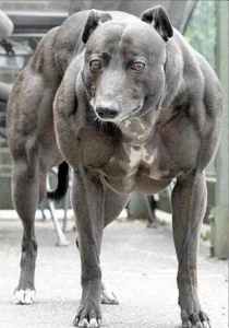 次世代肥満治療原理「筋肉を増やし脂肪だけを減らす注射」