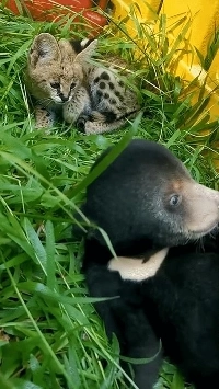 罰を受けて怖がるクマ