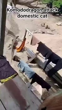 (SOUND)猫を狙うコモドオオトカゲ.mp4