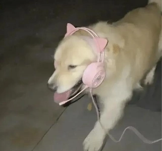 こちらの商品は飼い主さんが散歩中にリードが切れてしまった際に持ち出したものです。