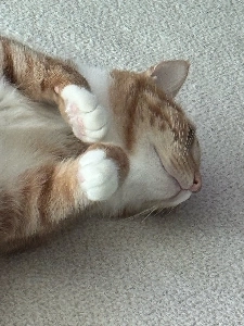 STAYC スミン、セウンの猫