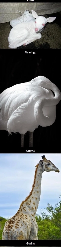 白い毛皮を持つ珍しい動物