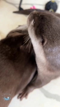 (SOUND)かわいさはトップクラスだが、人を追うのが得意な野生動物。