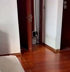 (SOUND)ボーダーコリーが最も賢い犬種である理由を示す