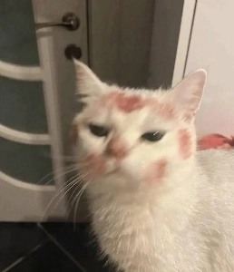 姉が酔って帰ってきた翌日の猫。