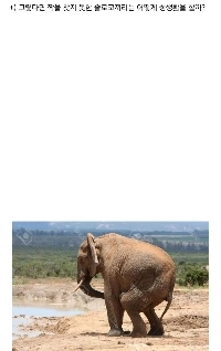 ゾウがどのように交尾するのか興味がありますか?