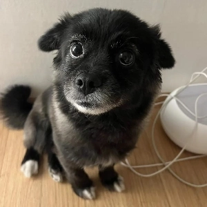 犬の合図を撫でる