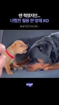 (SOUND)リーさん、死にたいですか？