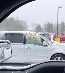 雪の日に窓を開けて駐車した車。jpg
