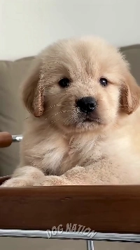 (SOUND)何も起きていないように見える犬.mp4