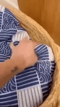 猫の隠しおやつを盗む