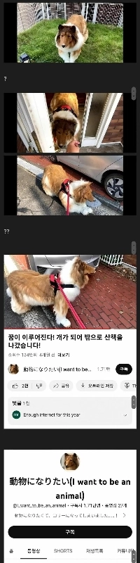 かわいい犬の散歩 YouTube