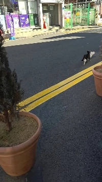 (SOUND)韓国) 鳩を狩った猫.mp4