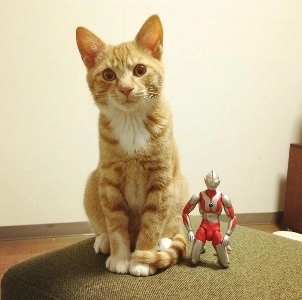 ウルトラマンと成長する怪獣