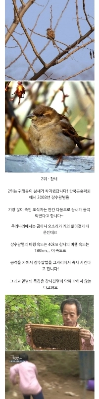 長命スズメバチの天敵