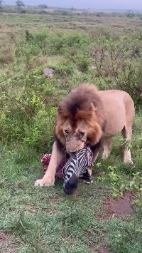 シマウマを食べるライオン.gif