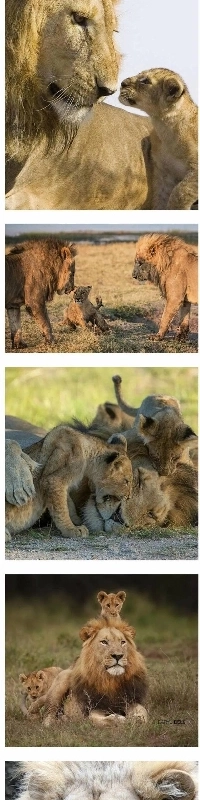 雌ライオンが狩りに行くときの雄ライオンの義務