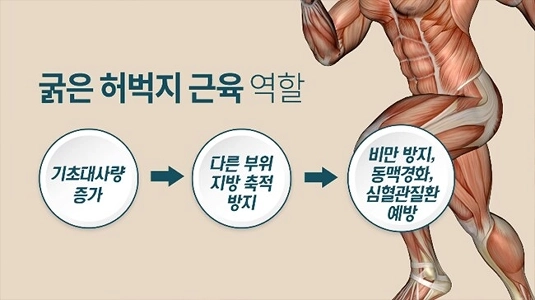 大きいほど良い筋肉